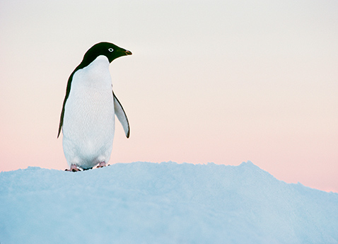 Penguin atop iceberg in Antarctica