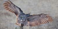 Great Grey Owl at Thunder Bay Island