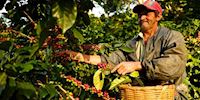 Dipilto Coffee Farmer gathering beans