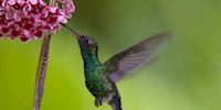 Close up of hummingbird at a flower